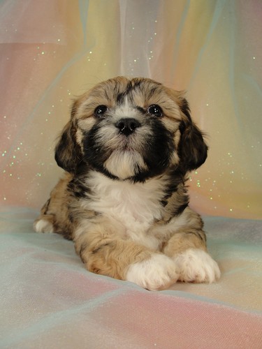 Female Lhasa Bichon Puppy for Sale #23 DOB 5-1-11